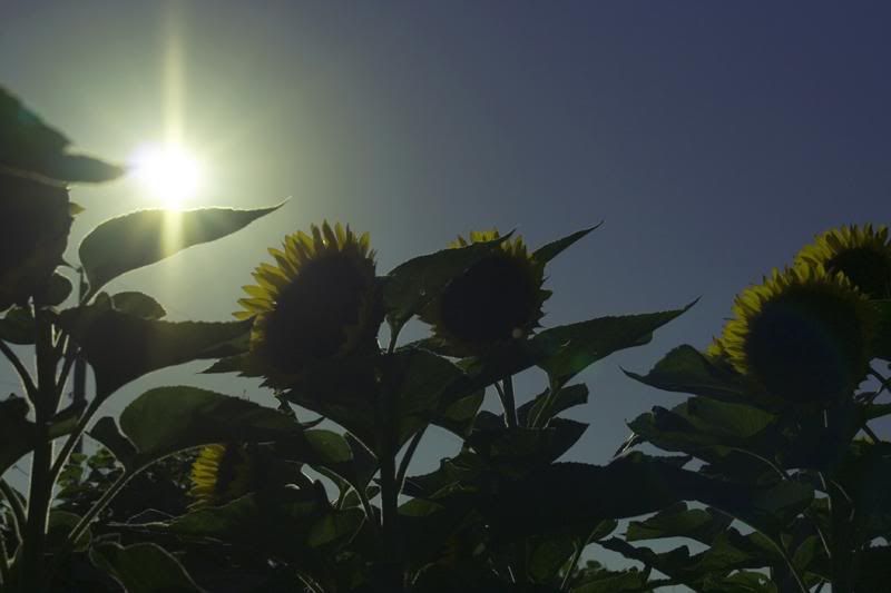 IMAGE: http://img.photobucket.com/albums/v636/rrrr/Sunflowers1.jpg