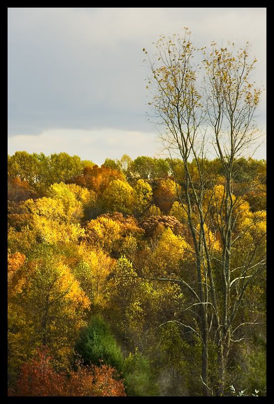 IMAGE: http://img.photobucket.com/albums/v636/rrrr/fallcolors4.jpg
