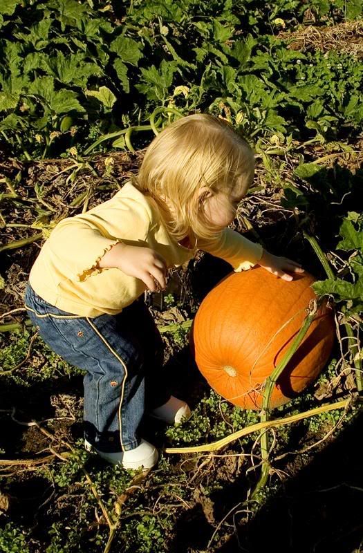 IMAGE: http://img.photobucket.com/albums/v636/rrrr/pumkinpatch4.jpg