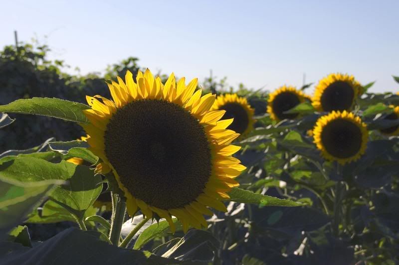 IMAGE: http://img.photobucket.com/albums/v636/rrrr/pumkinpatch8.jpg