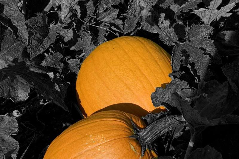 IMAGE: http://img.photobucket.com/albums/v636/rrrr/pumkinpatch9.jpg