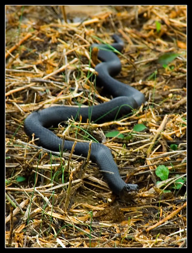 IMAGE: http://img.photobucket.com/albums/v636/rrrr/snake3.jpg