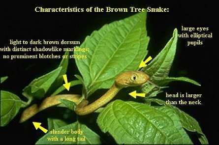 brownTreesnake.jpg