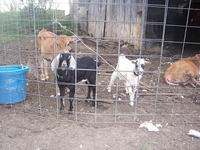 Our bucks - Goats