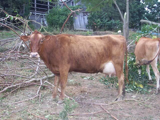 Norwegian Red crosses (Mark T) - Cattle