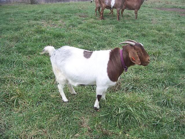 Who owns Boer gots? - Goats