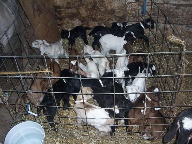 reply to whole herd - Goats