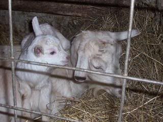 Lets See Em! (your Best Pictures! ) - Goats