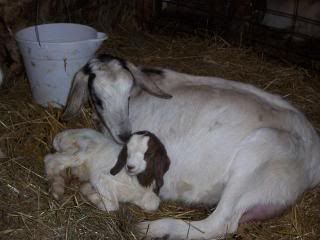 Lets See Em! (your Best Pictures! ) - Goats