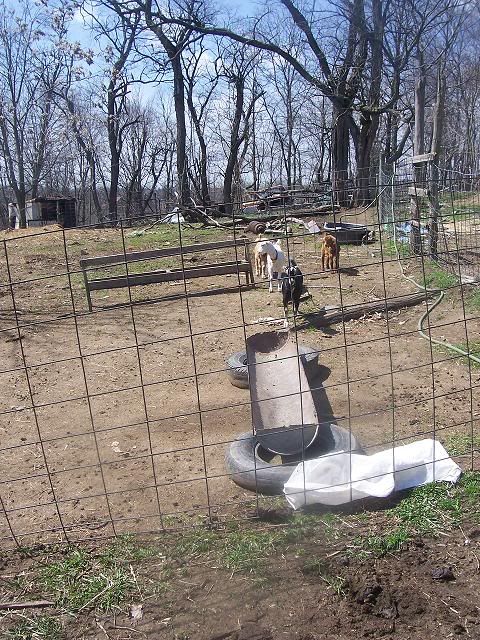 "Momma Got run over by a Nubian!" - Goats