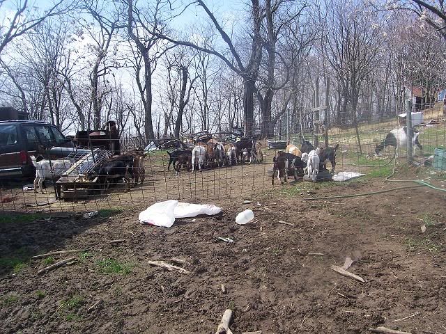 "Momma Got run over by a Nubian!" - Goats