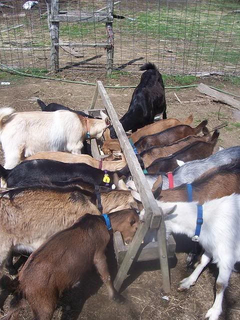 "Momma Got run over by a Nubian!" - Goats