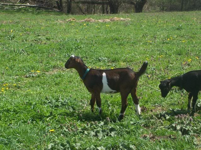 Maybe not quads afterall... - Goats