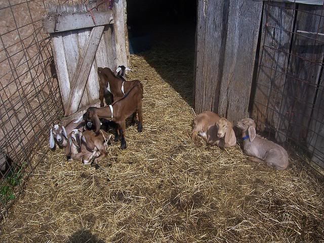 CeeCee ROCKS! - Goats