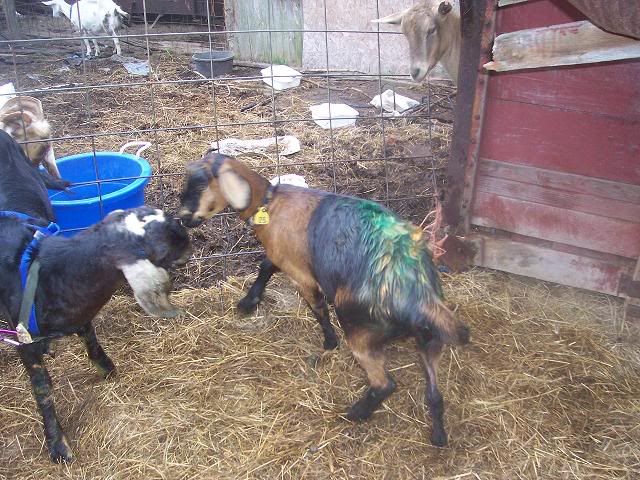 Marking Harness--good-bad? - Goats