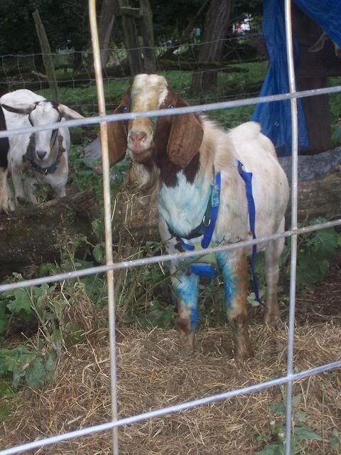 Marking Harness--good-bad? - Goats