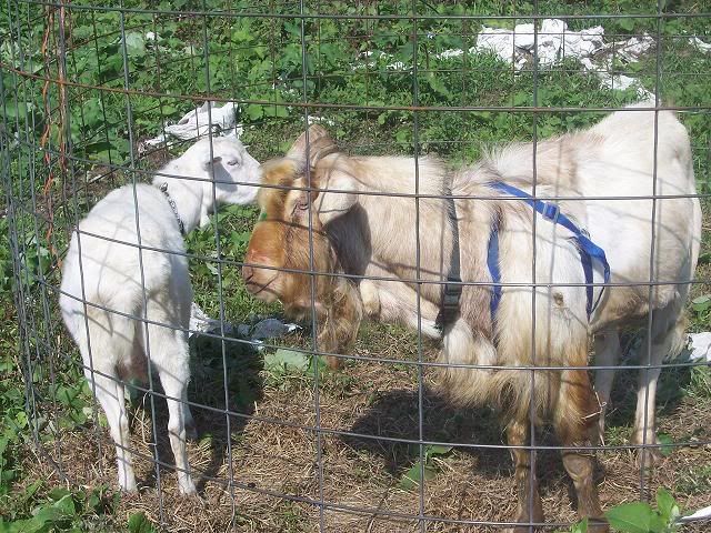 Marking Harness--good-bad? - Goats