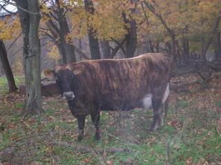 Norwegian Red crosses (Mark T) - Cattle