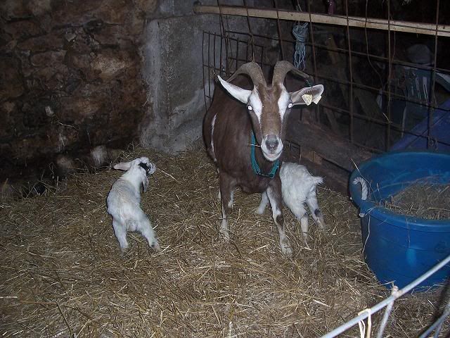 They have arrived! - Goats