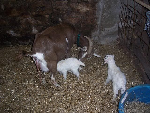 They have arrived! - Goats