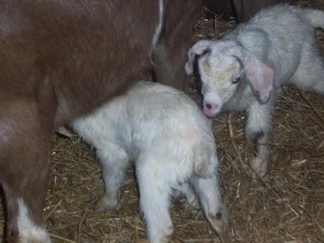 They have arrived! - Goats