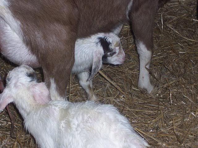 They have arrived! - Goats