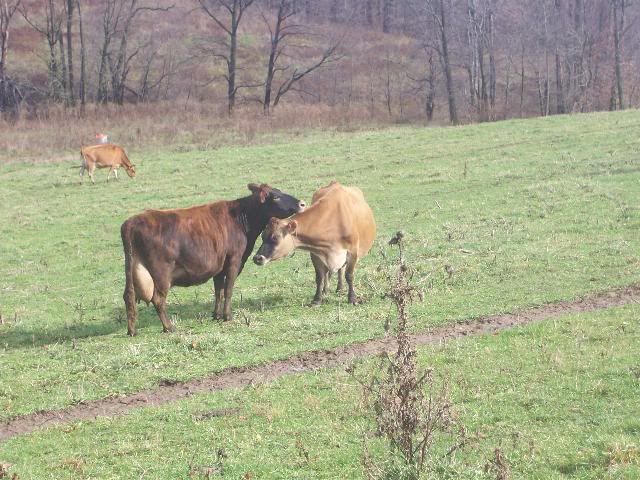 Norwegian Red crosses (Mark T) - Cattle