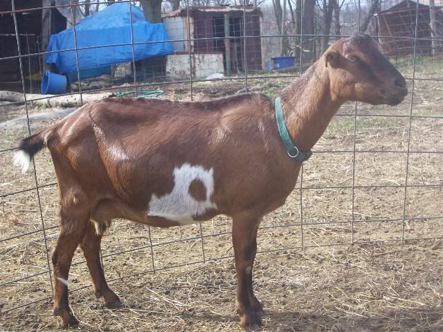 Are Nubian/Lamancha crosses good milkers - Goats