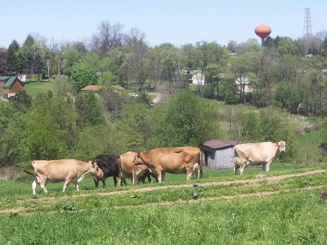 Should we have a right to know what we eat? - Homesteading Questions