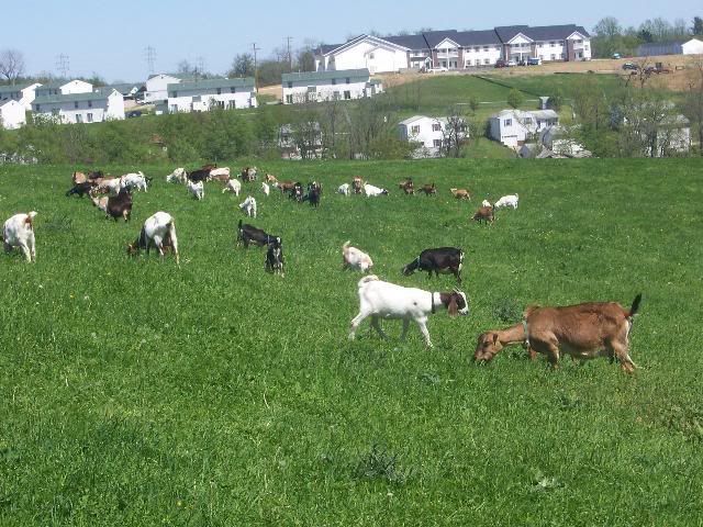 Love this time of year! - Goats