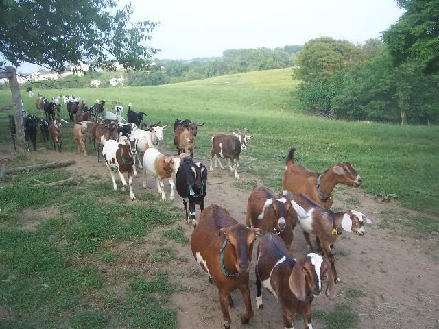 What was I thinking? - Goats