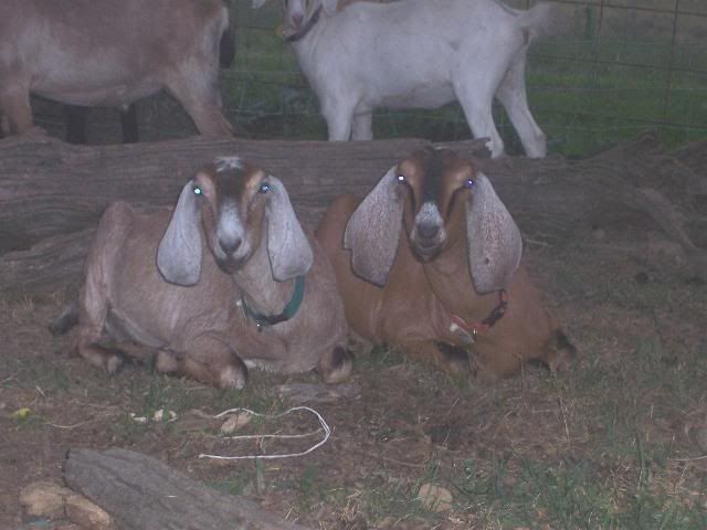 A couple of this year's doelings (Picture heavy) - Goats