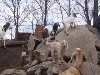 Taking advantage of the nice weather - Goats