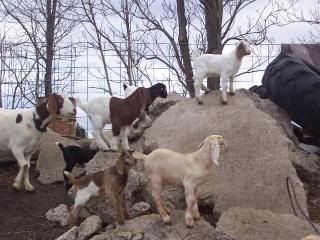 Taking advantage of the nice weather - Goats