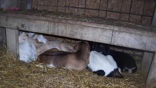 Taking advantage of the nice weather - Goats