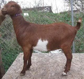 Sometimes they just will not cooperate for pictures - Goats