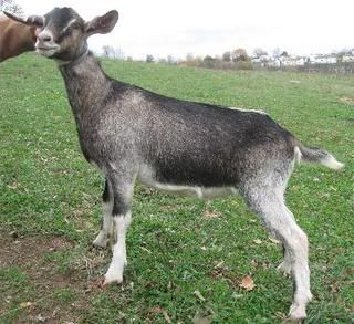 For Sale and Wanted - Goats