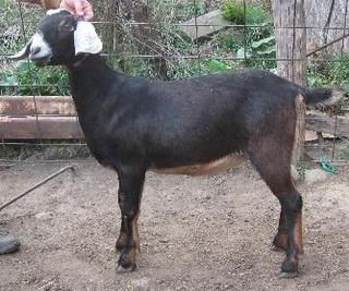 Sometimes they just will not cooperate for pictures - Goats