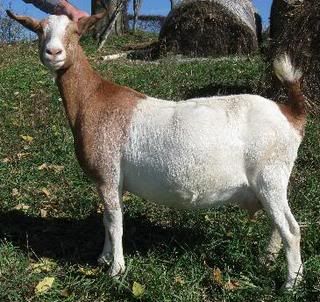 Sometimes they just will not cooperate for pictures - Goats