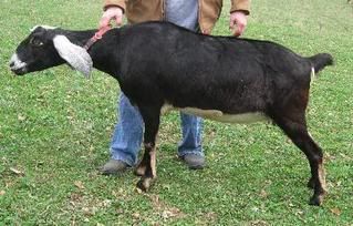 Sometimes they just will not cooperate for pictures - Goats