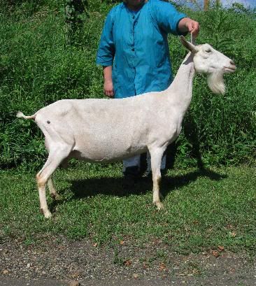 Sometimes they just will not cooperate for pictures - Goats