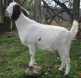 Sometimes they just will not cooperate for pictures - Goats