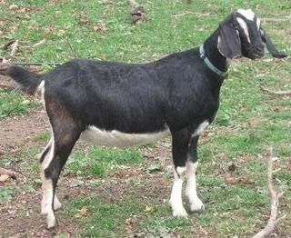 Sometimes they just will not cooperate for pictures - Goats