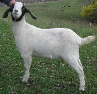 Sometimes they just will not cooperate for pictures - Goats