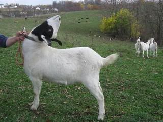 Sometimes they just will not cooperate for pictures - Goats