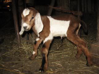 This waiting is for the birds - Goats