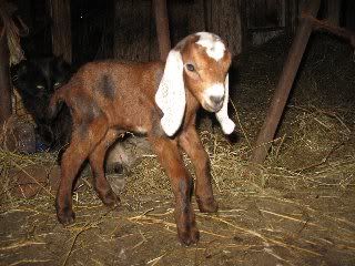 This waiting is for the birds - Goats