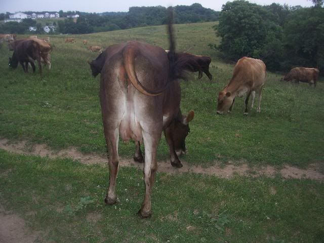 Some settled at least... - Cattle