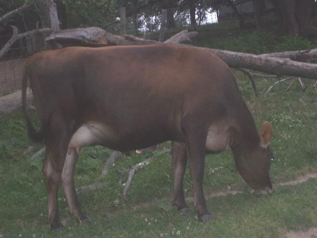 Some settled at least... - Cattle