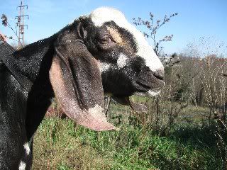 This waiting is for the birds - Goats